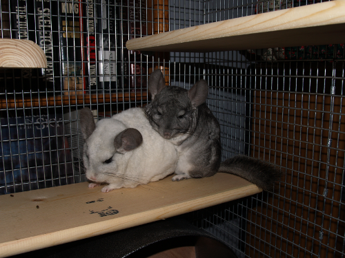 A mosaic and a standard grey chinchilla